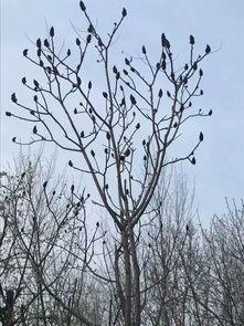 木兰树图片,探寻千年古树的传奇与魅力