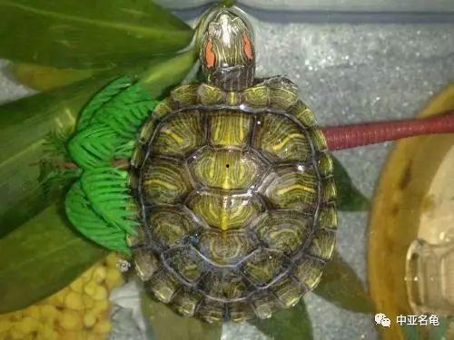 巴西红耳龟图片,探寻南美水域的“红耳精灵”