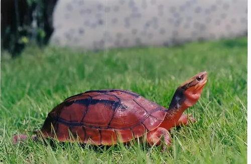 巴西红耳龟图片,探寻南美水域的“红耳精灵”
