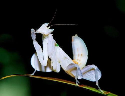 螳螂图片,自然界中的捕食高手
