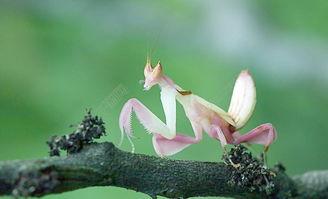 螳螂图片,自然界中的捕食高手