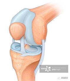 膝关节图片,膝关节解剖结构与功能解析