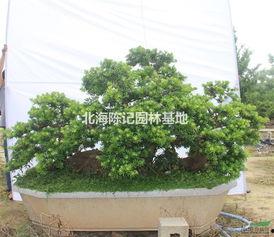 罗汉松图片大全,领略千年古树的风韵与魅力