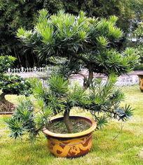 罗汉松图片大全,领略千年古树的风韵与魅力