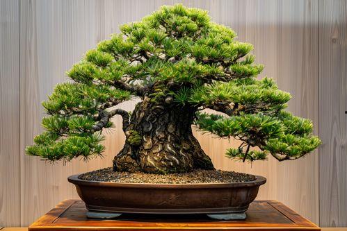 罗汉松图片大全,领略千年古树的风韵与魅力