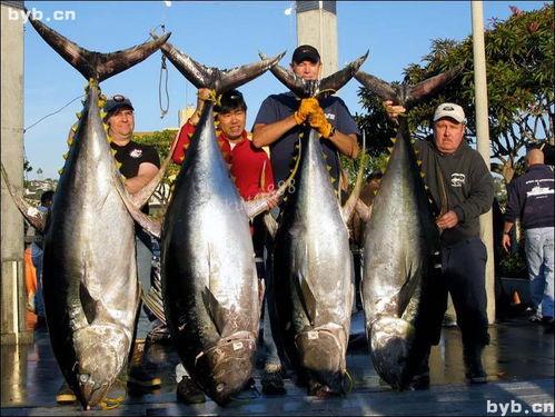 吞拿鱼图片,吞拿鱼的风味之旅