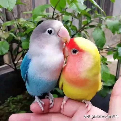 鹦鹉下蛋视频,揭秘鸟类下的神秘之蛋