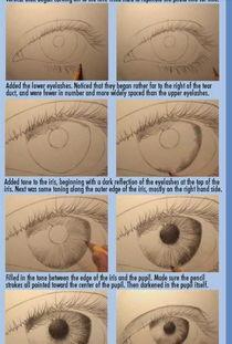 眼睛结构图片,探索视觉奥秘的窗口