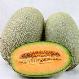 五黑犬可以吃哈密瓜吗,宠物饮食的适宜选择