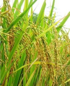 谷子图片大全,探寻金黄麦浪中的丰收奥秘