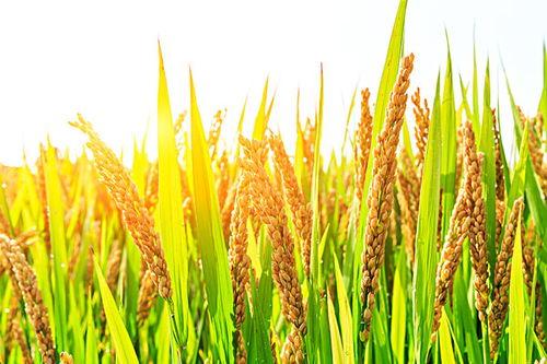 谷子图片大全,探寻金黄麦浪中的丰收奥秘