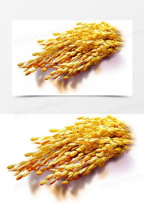 谷子图片大全,探寻金黄麦浪中的丰收奥秘