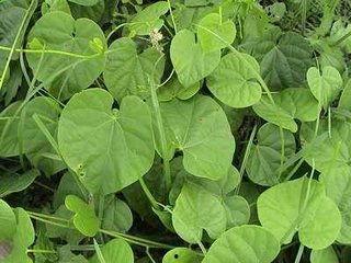 十种跌打草药图片,传统疗伤秘宝一览