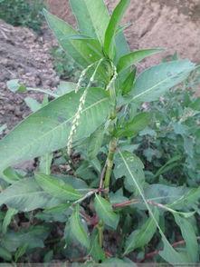 十种跌打草药图片,传统疗伤秘宝一览