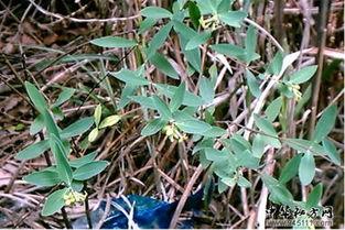 十种跌打草药图片,传统疗伤秘宝一览