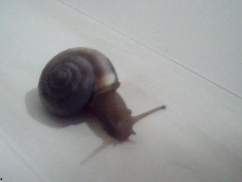 蜗牛种类大全图片,千姿百态的爬行动物世界掠影