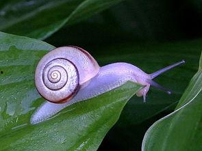 蜗牛种类大全图片,千姿百态的爬行动物世界掠影