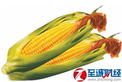 今日瓜州玉米价,今日行情一览