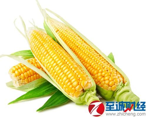 今日瓜州玉米价,今日行情一览