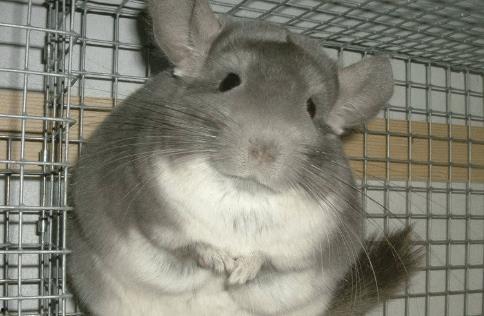 龙猫视频,探寻奇幻森林的温馨之旅