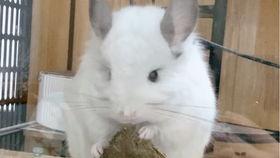 龙猫视频,探寻奇幻森林的温馨之旅