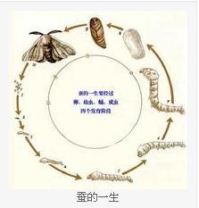 蚕图片大全大图