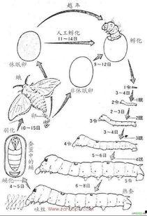蚕图片大全大图