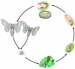 蚕图片大全大图