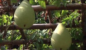 风水大师吃瓜爆料,吃瓜爆料背后的风水秘密