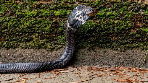 眼镜蛇视频,揭秘神秘毒蛇的生存智慧与致命一击