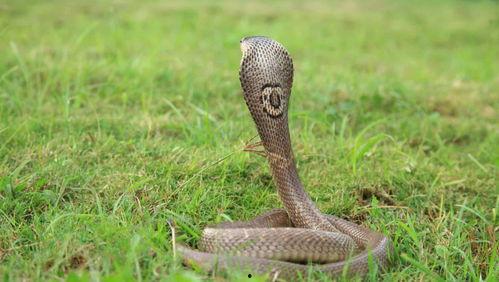 眼镜蛇视频,揭秘神秘毒蛇的生存智慧与致命一击