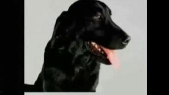 日本 狗电影大全,温情脉脉的犬类故事集结