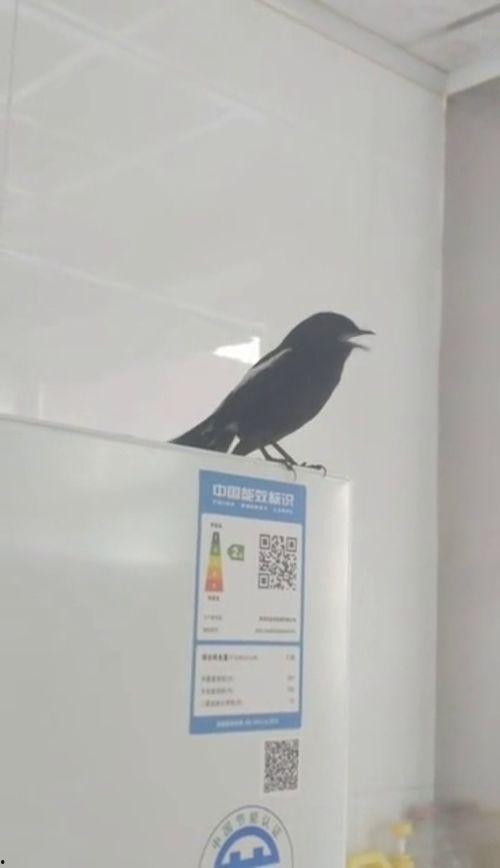 长尾四喜鸟大叫视频