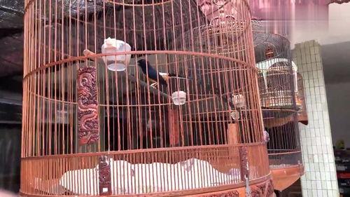 长尾四喜鸟大叫视频