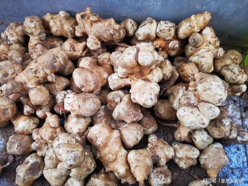 洋姜的图片,色彩斑斓的地下宝藏，营养丰富的健康食材