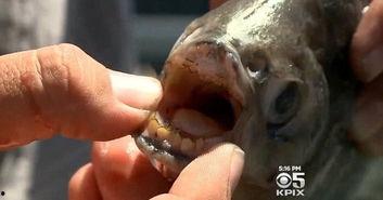 男生睾丸图片,睾丸结构图解