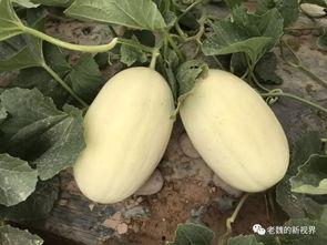 瓜弟今日吃瓜,揭秘娱乐圈最新热点事件