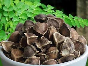 辣木籽的功效及吃法视频,食用方法与养生之道