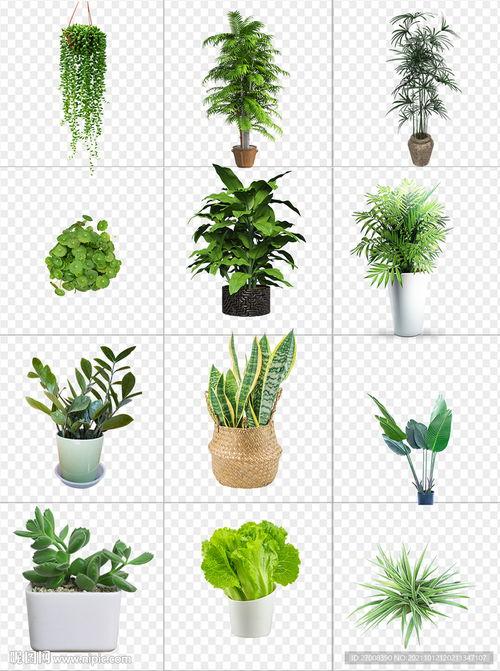 盆栽的图片,一盆一世界，绿意盎然的生活艺术