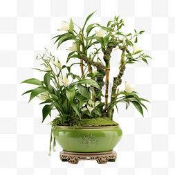 盆栽的图片,一盆一世界，绿意盎然的生活艺术