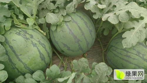 青州谭坊今日瓜价,今日瓜价行情一览”