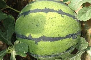 青州谭坊今日瓜价,今日瓜价行情一览”