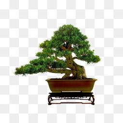 经典盆景图片大全,经典盆景图片大全赏析