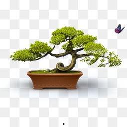 经典盆景图片大全,经典盆景图片大全赏析