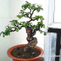 经典盆景图片大全,经典盆景图片大全赏析