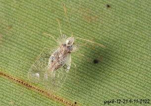 蓑衣虫图片,自然界的奇妙伪装大师