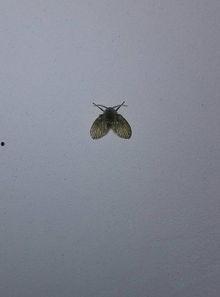 蓑衣虫图片,自然界的奇妙伪装大师