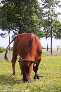 野生黄牛图片,草原上的雄壮守护者