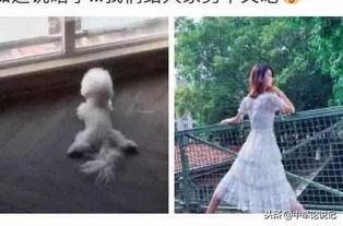 今日吃瓜视频唐艺昕微博