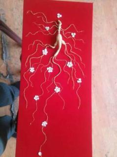 大头参图片大全,探寻海洋中的“海中人参”